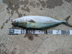 メジロの釣果