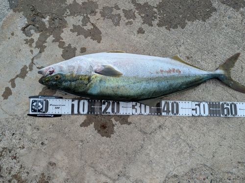 メジロの釣果