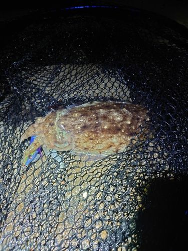 コウイカの釣果
