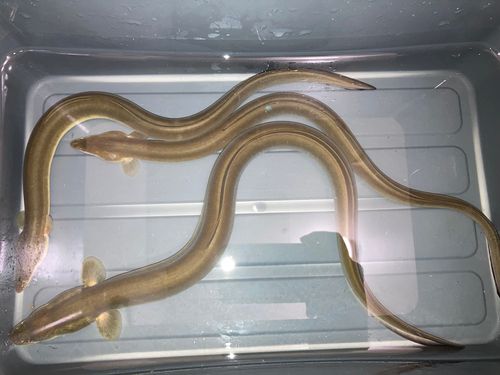 ウナギの釣果