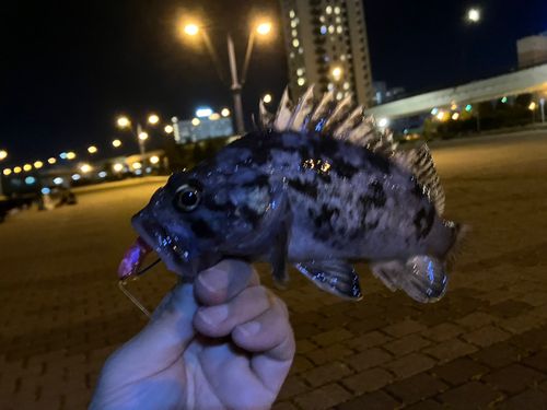 クロソイの釣果