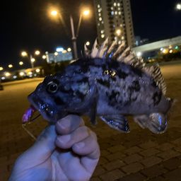 クロソイ