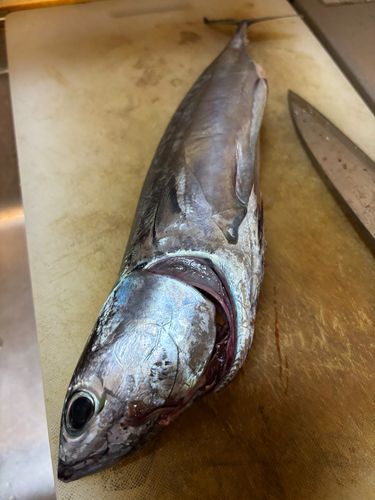 マルソウダの釣果