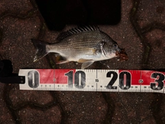 キビレの釣果