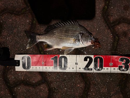 キビレの釣果