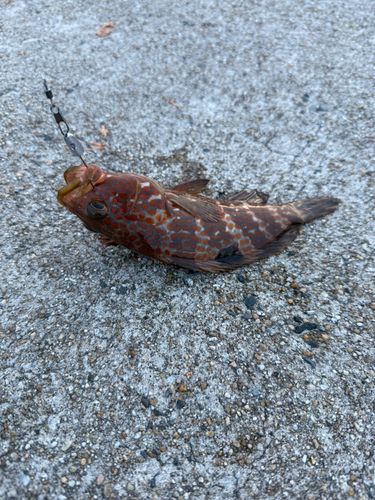 キジハタの釣果