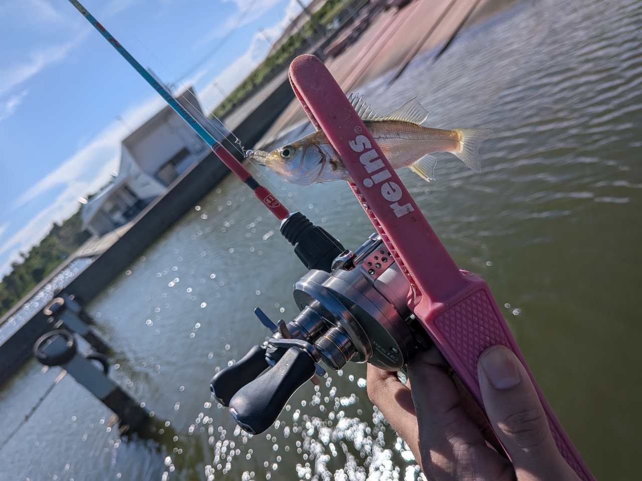 SHIMANO 17カルカッタコンクエスト BFS HG LEFTの最安値