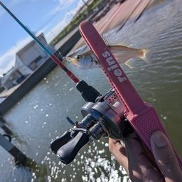 セイゴ（ヒラスズキ）