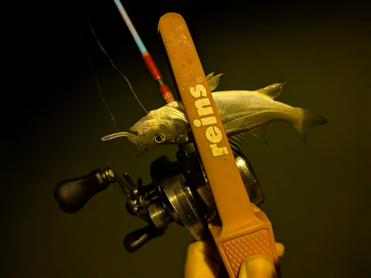 SHIMANO 17カルカッタコンクエスト BFS HG LEFTの最安値