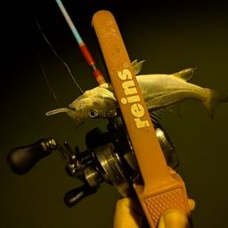 セイゴ（ヒラスズキ）