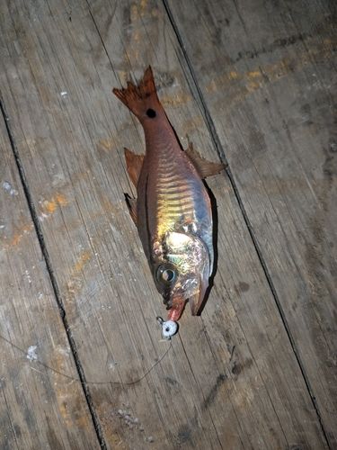 ネンブツダイの釣果