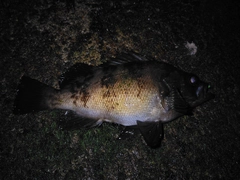 クロメバルの釣果
