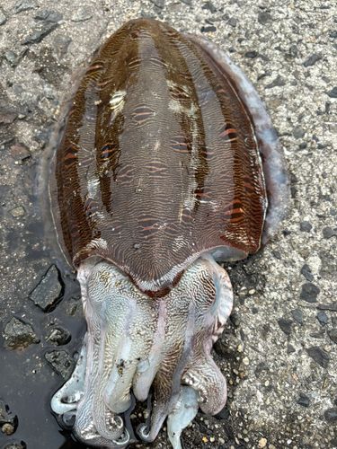 モンゴウイカの釣果