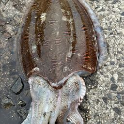 モンゴウイカ