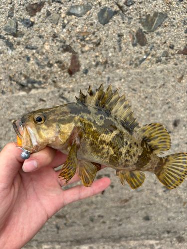 タケノコメバルの釣果