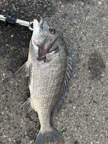 チヌの釣果