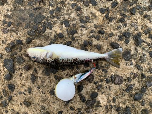 フグの釣果