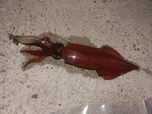 ケンサキイカの釣果