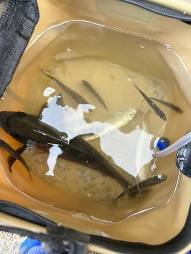 グレの釣果