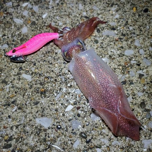 ケンサキイカの釣果