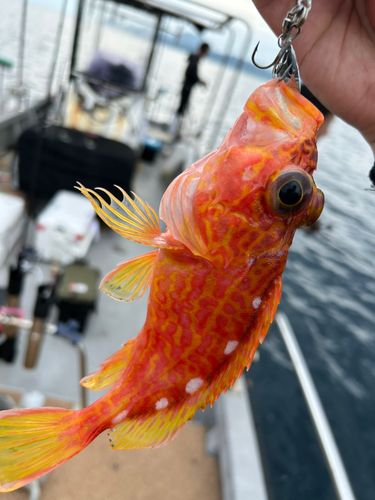 アヤメカサゴの釣果
