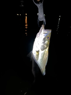 スズキの釣果