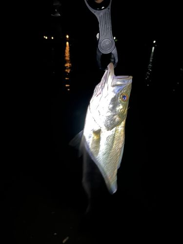 スズキの釣果