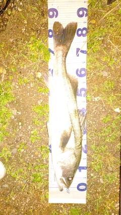 スズキの釣果