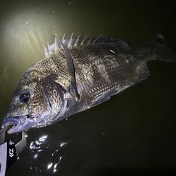 クロダイ