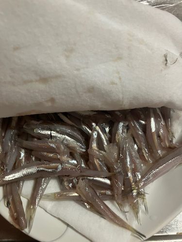 イワシの釣果