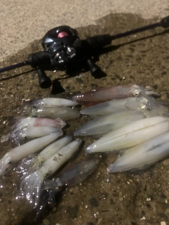 ケンサキイカの釣果