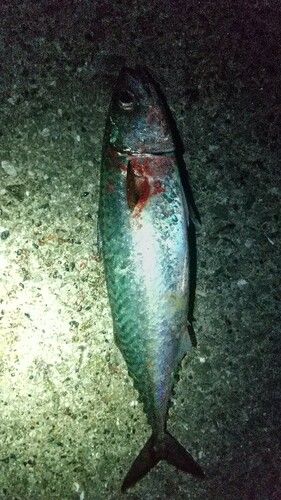 サバの釣果