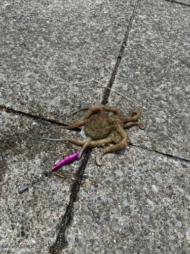 マダコの釣果