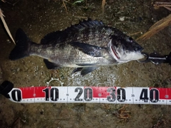 チヌの釣果