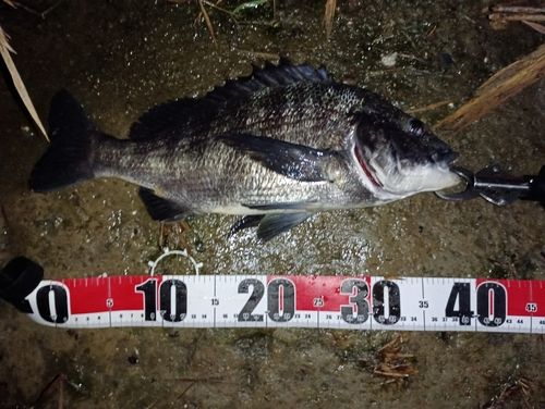 チヌの釣果