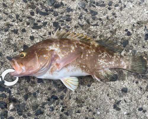 アコウの釣果