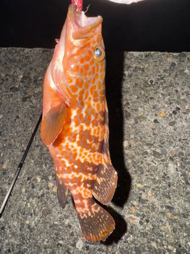 キジハタの釣果
