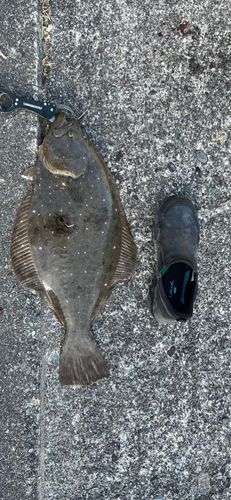 ヒラメの釣果