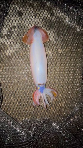 アカイカの釣果