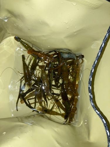 テナガエビの釣果