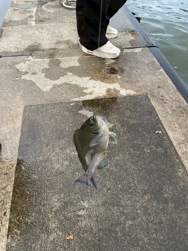 グレの釣果