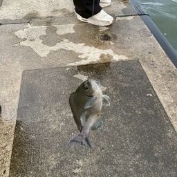 グレ