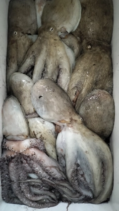マダコの釣果