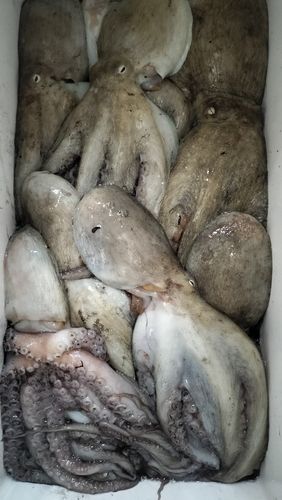 マダコの釣果