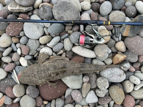 マゴチの釣果