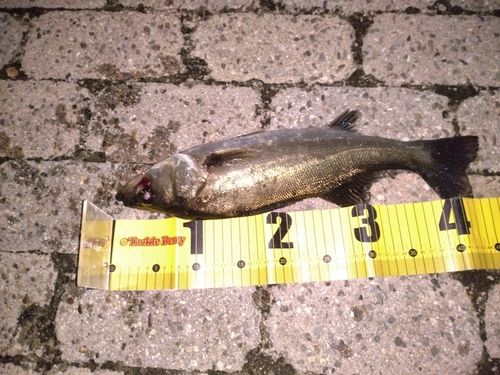 セイゴ（マルスズキ）の釣果