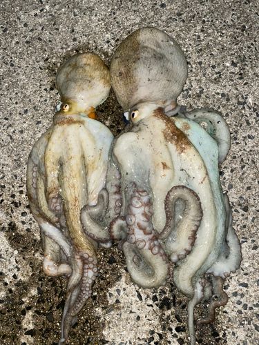 マダコの釣果