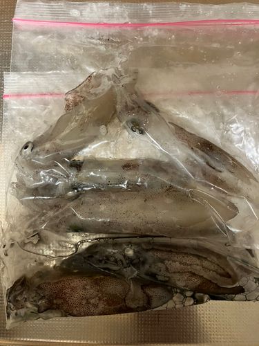 マメイカの釣果