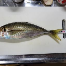 アジ