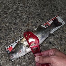 セイゴ（マルスズキ）